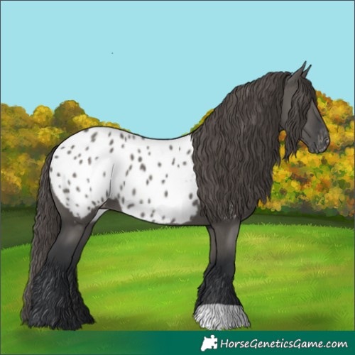Horse Color:Grullo Appaloosa 