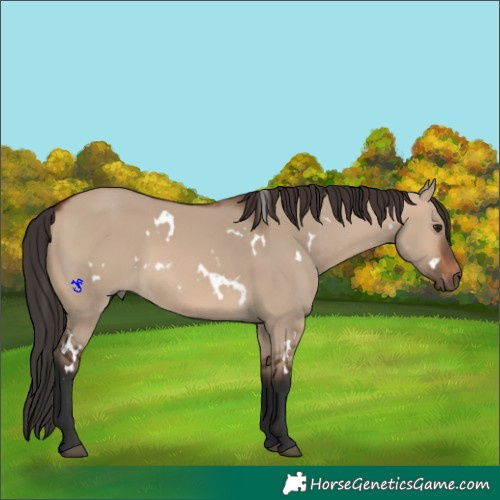 Horse Color:White Spotted Brown Dun 