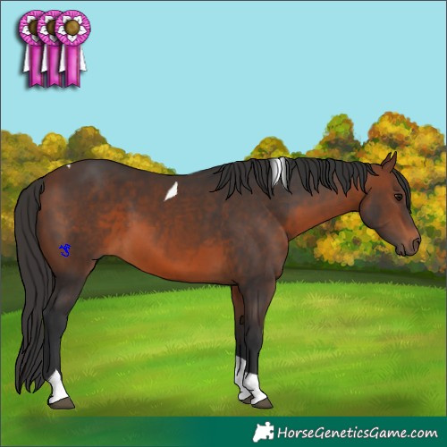 Horse Color:Brown Tobiano 