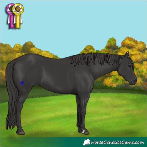 Horse Color:Smoky Black 