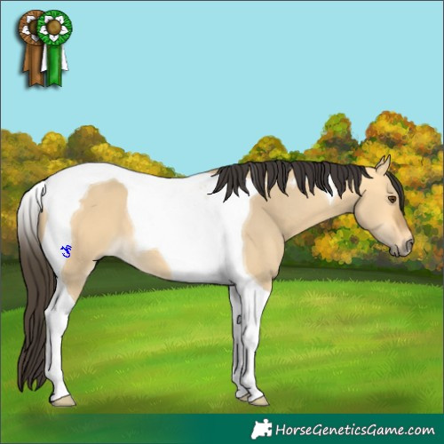 Horse Color:Buckskin Dun Tobiano 
