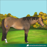 Horse Color:Buckskin 