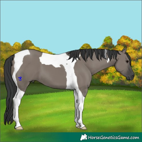 Horse Color:Grullo Tobiano 
