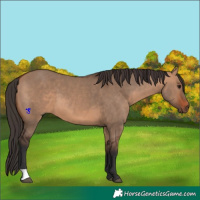 Horse Color:Bay Dun