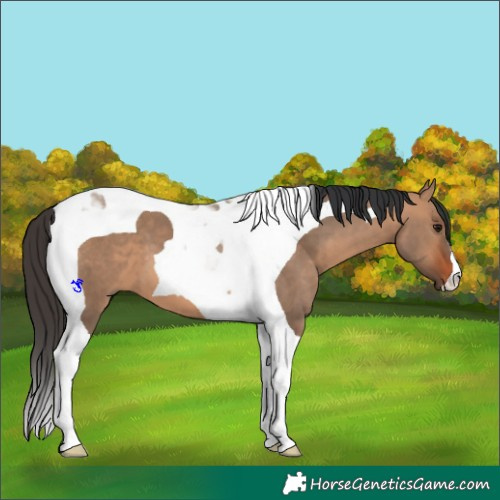 Horse Color:Bay Dun Tobiano 