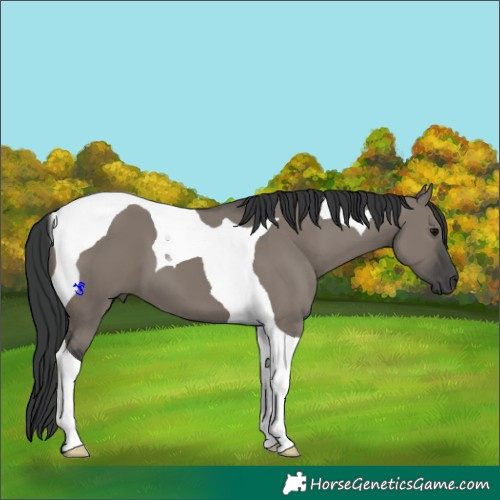 Horse Color:Grullo Tobiano 