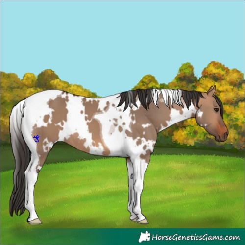 Horse Color:White Spotted Bay Dun Tobiano 