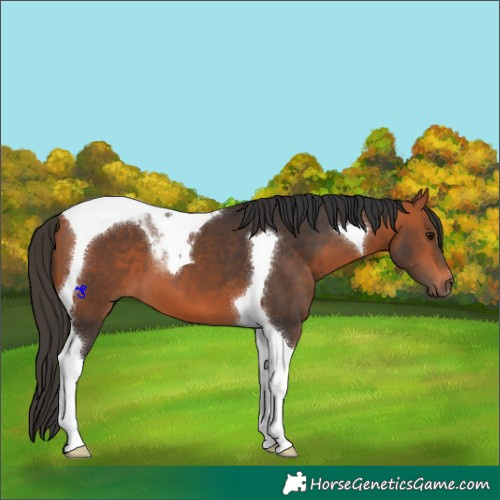 Horse Color:Bay Tobiano 