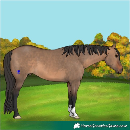 Horse Color:Brown Dun 
