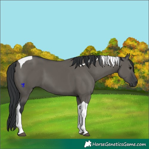 Horse Color:Grullo Tobiano 
