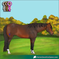 Horse Color:Bay 