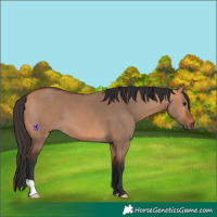 Horse Color:Bay Dun