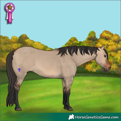 Horse Color:Bay Dun 