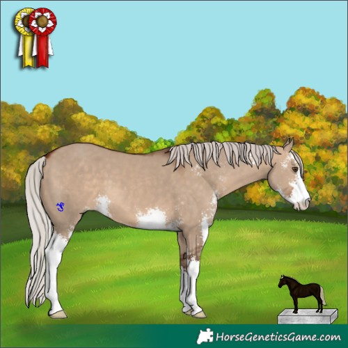 Horse Color:Silver Bay Dun Sabino 