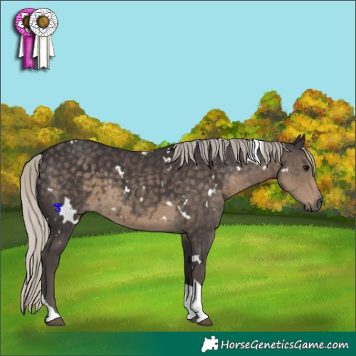Horse Color:White Spotted Silver Smoky Black Tobiano
