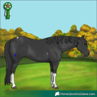 Horse Color:Black Tobiano 
