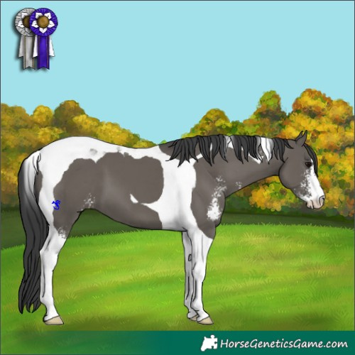 Horse Color:Grullo Sabino Tobiano