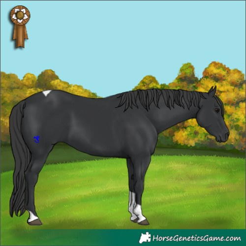 Horse Color:Black Tobiano 