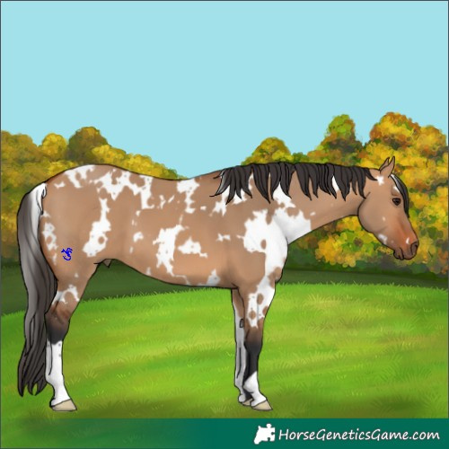 Horse Color:White Spotted Bay Dun 