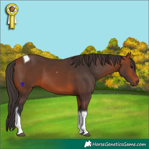 Horse Color:Bay Tobiano