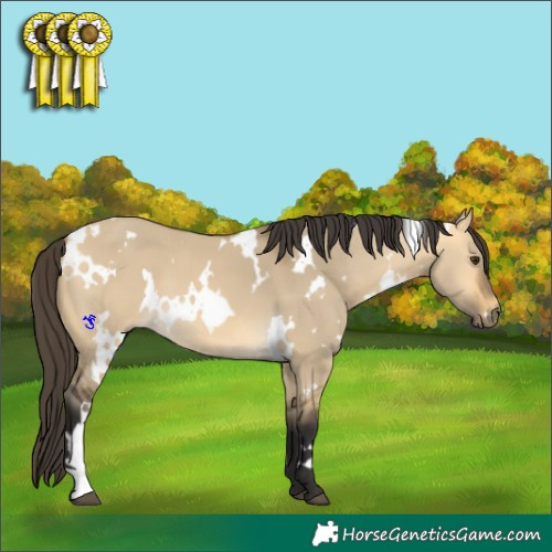 Horse Color:White Spotted Buckskin Dun 