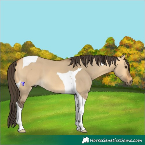 Horse Color:Buckskin Dun Tobiano 
