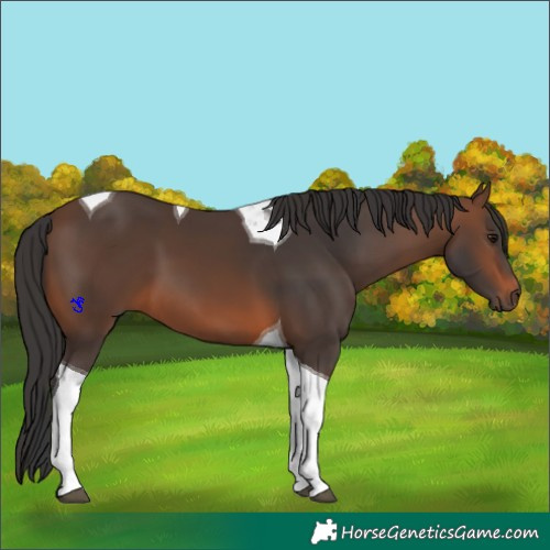 Horse Color:Brown Tobiano 