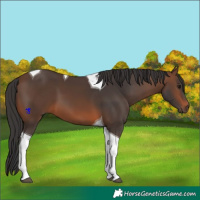 Horse Color:Brown Tobiano