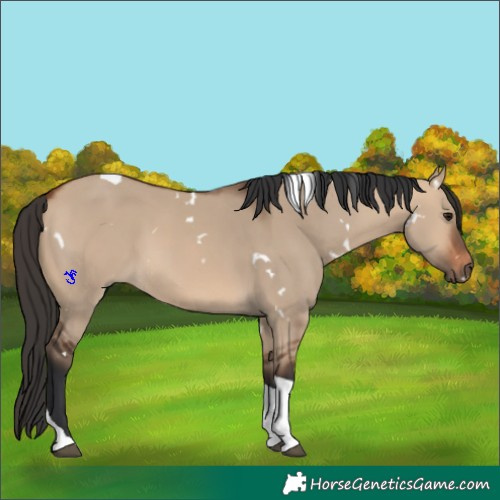 Horse Color:White Spotted Bay Dun Tobiano