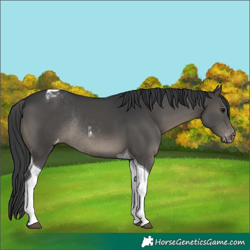 Horse Color:Black Tobiano Varnish Rabicano 