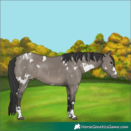 Horse Color:White Spotted Grullo Blanket 