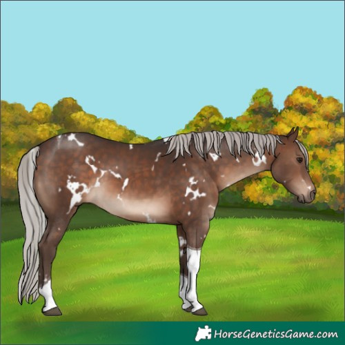 Horse Color:White Spotted Silver Brown Tobiano 