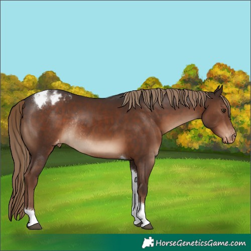 Horse Color:Liver Chestnut Tobiano Appaloosa Rabicano
