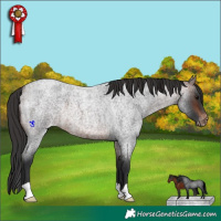 Horse Color:Brown Roan Appaloosa