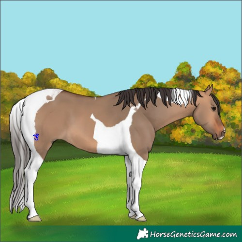 Horse Color:Bay Dun Tobiano 