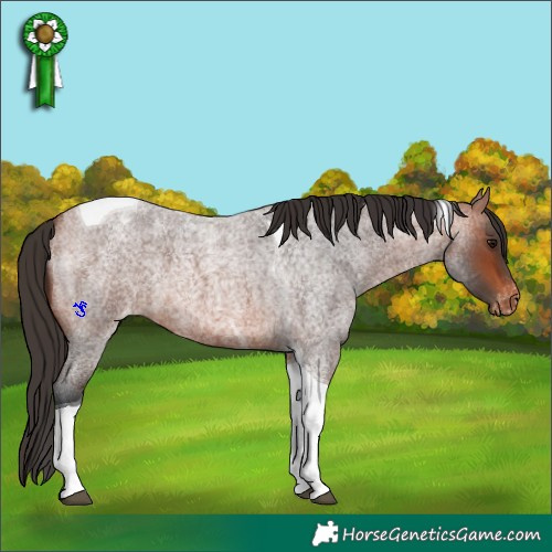 Horse Color:Bay Roan Tobiano Appaloosa 