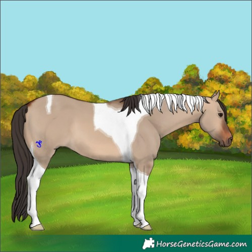 Horse Color:Bay Dun Tobiano 