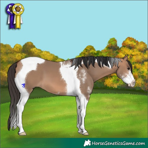 Horse Color:Bay Dun Sabino Tobiano 