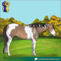 Horse Color:Bay Dun Sabino Tobiano