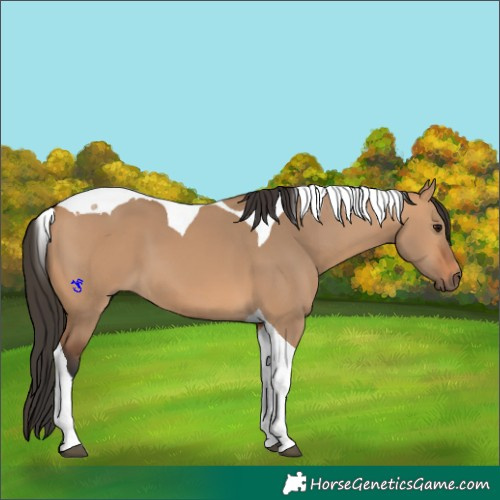 Horse Color:Bay Dun Tobiano 