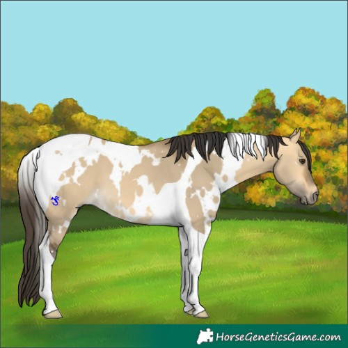 Horse Color:White Spotted Buckskin Dun Tobiano