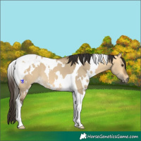 Horse Color:White Spotted Buckskin Dun Tobiano 