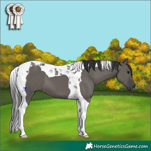 Horse Color:Grullo Tobiano