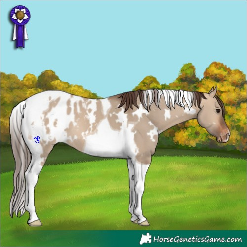 Horse Color:White Spotted Bay Dun Tobiano Appaloosa 