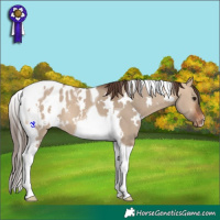 Horse Color:White Spotted Bay Dun Tobiano Appaloosa
