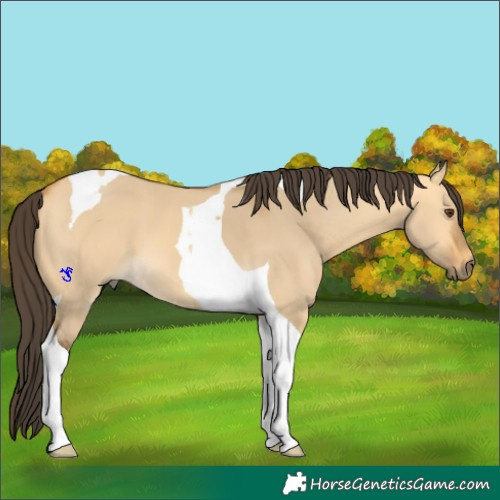 Horse Color:Buckskin Dun Tobiano