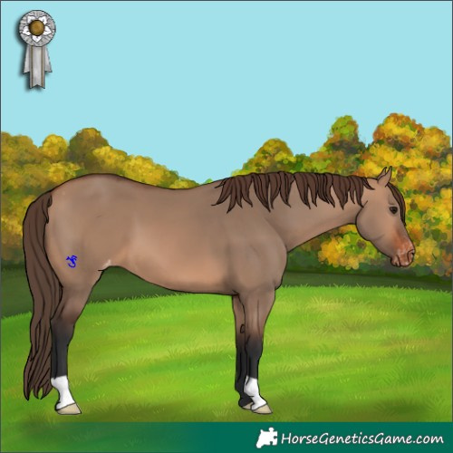 Horse Color:Bay Dun Appaloosa 