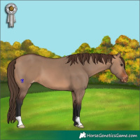Horse Color:Bay Dun Varnish