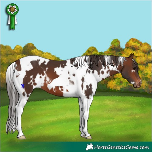 Horse Color:White Spotted Brown Tobiano Appaloosa 