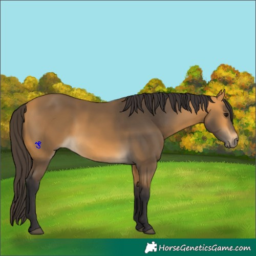 Horse Color:Buckskin 